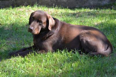 labradores retriever - chocolate