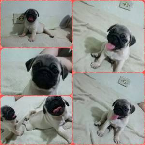 PUG- linhagem Anjos e Nabuco