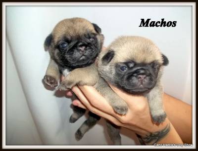 Lindos filhotes de Pug Abric