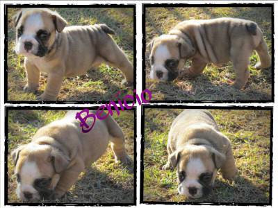 Maravilhosos Bulldog Ingls