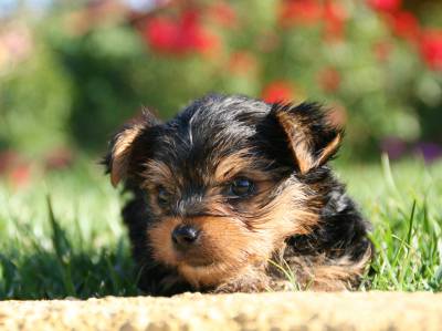 Yorkshire terrier- lop e afixo- entrega imediata