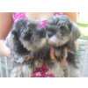 Schnauzer Miniatura (ano) Schnauzer Mini Seis vezes no cartao sem juros