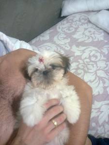 lindas feminhas de shihtzu minis pentrega