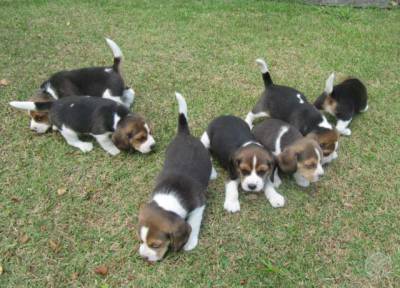 BEAGLE FILHOTES