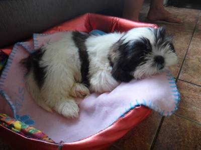 canil especializdo em shihtzu zleste