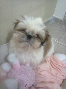 feminhas de shih-tzu