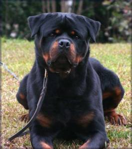 FILHOTES DE ROTTWEILER Parcel CARTAO 