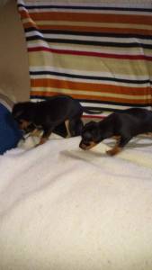 pinscher niniatura