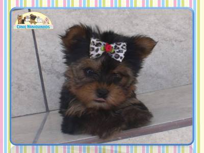 Yorkshire Fmea Filhote Micrissima Baby Face