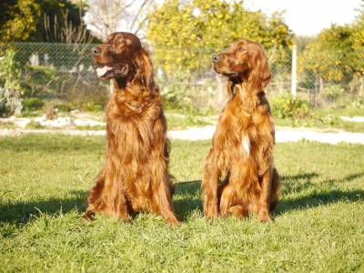 SETTER IRLANDES