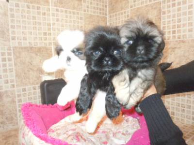 LINDOS FILHOTES DE SCHNAUZER E SHITZU DISPONIVEIS LINDOS FILHOTES DE SCHNAUZER E SHITZU DISPONIVEIS