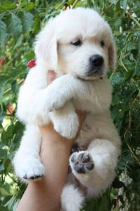 Ninhada Golden Retriever