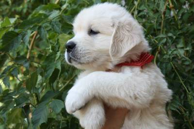 Ninhada Golden Retriever