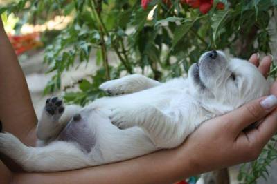 Ninhada Golden Retriever