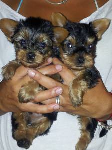 Yorkshire Terrier