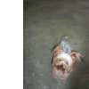 Yorkshire Terrier York Mini Macho para cruza