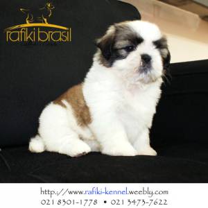 Lindos filhotes de Shih Tzu