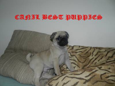 PUG Lindos filhotes