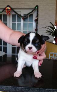 CHIHUAHUAS MACHOS DISPONÍVEIS CHIHUAHUAS MACHOS DISPONÍVEIS