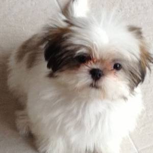 shih-tzu femeas pentrega zleste de sp