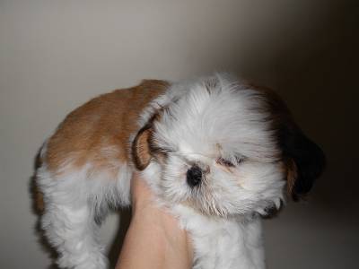 Filhote de Shih Tzu Macho