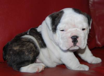 BULLDOGUE INGLS FILHOTES COM EXCELENTE PEDIGREE