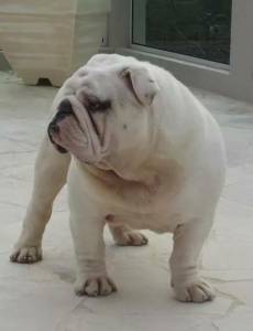 BULLDOGUE INGLS FILHOTES COM EXCELENTE PEDIGREE