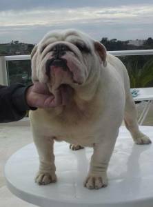 BULLDOGUE INGLS FILHOTES COM EXCELENTE PEDIGREE