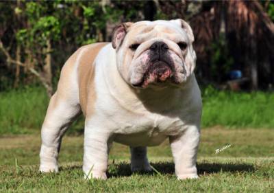 BULLDOGUE INGLS FILHOTES COM EXCELENTE PEDIGREE