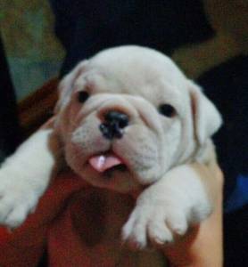 BULLDOGUE INGLS FILHOTES COM EXCELENTE PEDIGREE