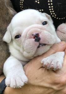 BULLDOGUE INGLS FILHOTES COM EXCELENTE PEDIGREE