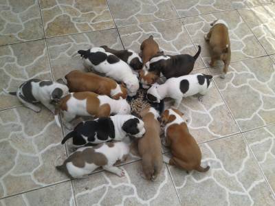 Filhotes de American Staffordshire Terrier