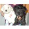 Schnauzer Miniatura (an�o) belissimos filhotes  de schnauzer  disponiveis