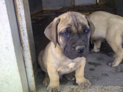 Boerboel