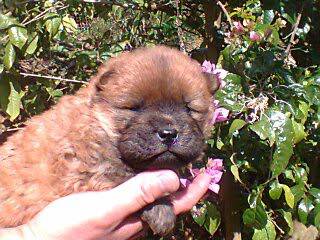 filhotes de chow chow femeas e machos sp