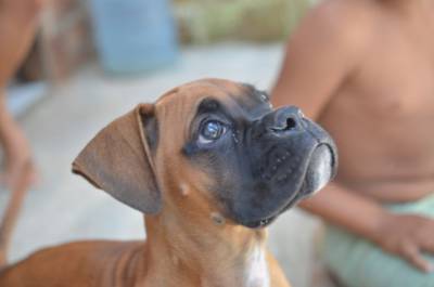 Filhote de Boxer - Pai espanhol e me americana