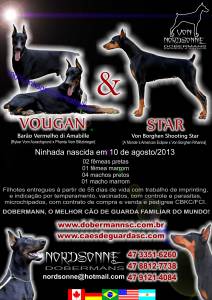 Filhotes de Doberman com pedigree