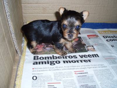 Lindos cachorrinhos Yorkshire mini puros