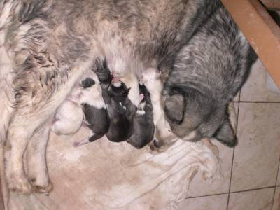 Husky Siberiano