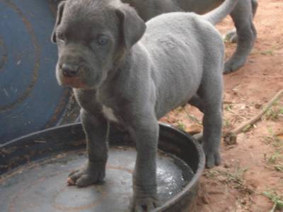 Lindos filhotes de dogue alemo