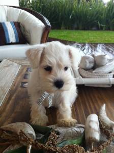 Schnauzer Mini Branco