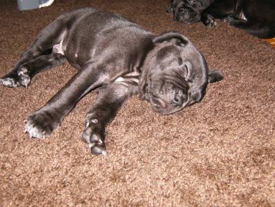 Cane Corso Ninhada Disponivel