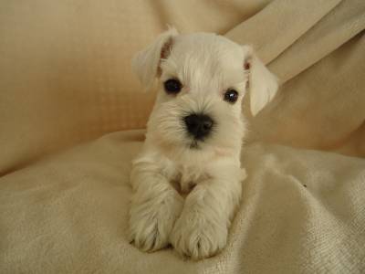 White Schnauzer