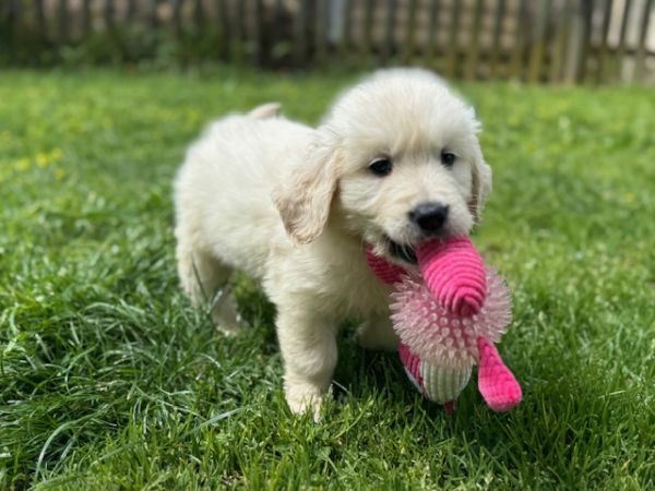 GOLDEN RETRIEVER 