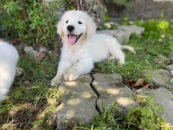 GOLDEN RETRIEVER 