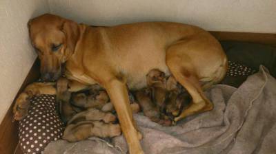 Rhodesian Ridgeback