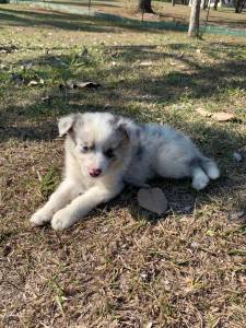 Filhotes de Border Collie