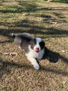 Filhotes de Border Collie