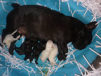 Bulldog Francês com LOP Bulldog Francês com LOP