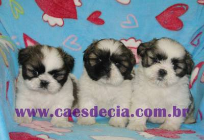 Shih Tzu filhotes em Porto Alegre